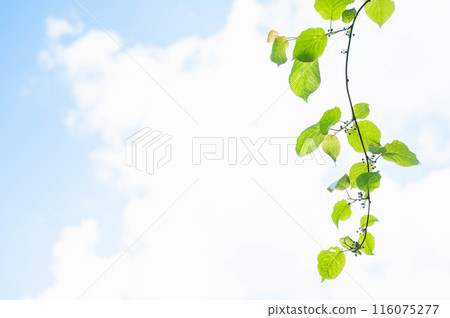 下垂的獼猴桃葉子 116075277