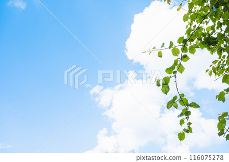 藍天和奇異果 116075278