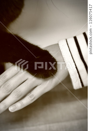 貓的溫暖之手：在黑暗的時刻安慰人類的貓 116075417