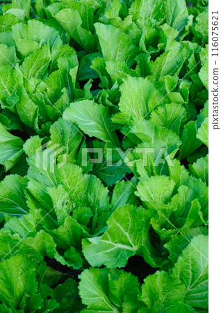 Green Leaf Mustard crops in garden 116075621
