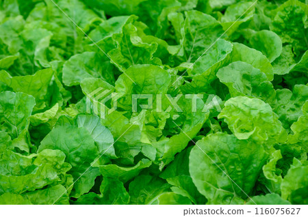 bok choy crops in garden 116075627