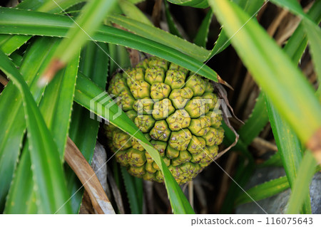 Pandan tree plants and fruit 116075643
