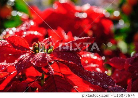 Red poinsettia Christmas flowers in garden Red poinsettia Christmas flowers in garden 116075674