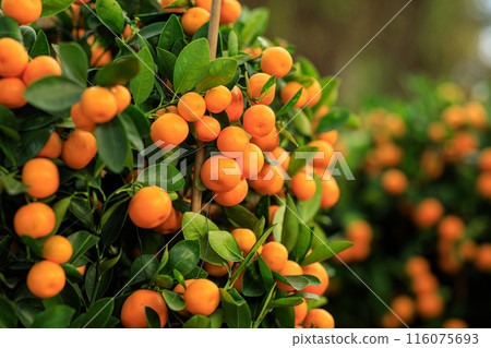 Mandarin oranges grow on tree for a happy chinese new year's decoration 116075693