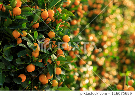 Mandarin oranges grow on tree for a happy chinese new year's decoration Mandarin oranges grow on tree for a happy chinese new year's decoration 116075699