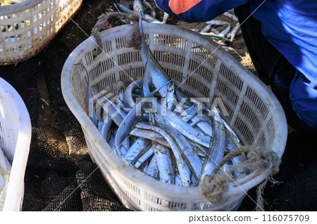 Hairtail fish on the beach 116075709
