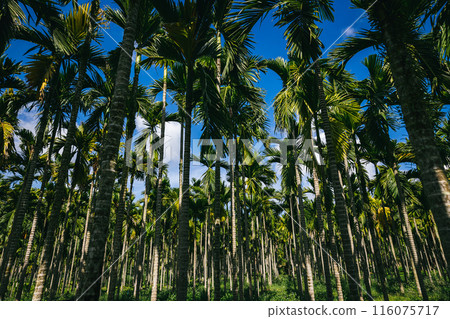 Areca nut trees in tropical forest 116075717