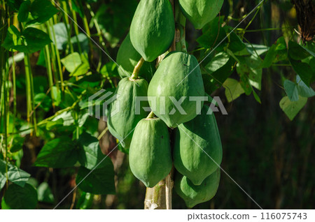 Papaya fruits growing on tree Papaya fruits growing on tree 116075743