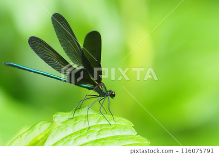 Hagorotorbo (male) Hagorotorbo (male) 116075791