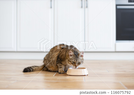 Tabby cat eating from bowl in modern kitchen Tabby cat eating from bowl in modern kitchen 116075792