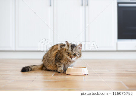 Domestic cat eating from bowl in modern kitchen Domestic cat eating from bowl in modern kitchen 116075793