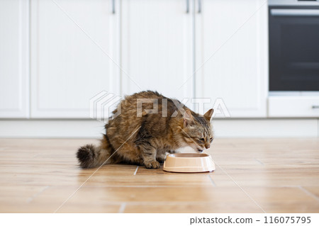 Domestic cat eating from bowl in modern kitchen 116075795