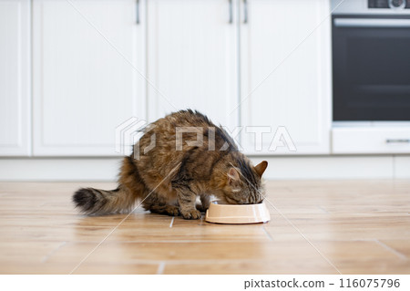 Fluffy cat eating from bowl in modern kitchen Fluffy cat eating from bowl in modern kitchen 116075796