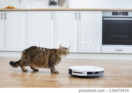 Cat observing robotic vacuum cleaner in modern kitchen Cat observing robotic vacuum cleaner in modern kitchen 116075834
