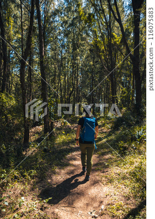 Hiking in tropical forest mountain 116075883