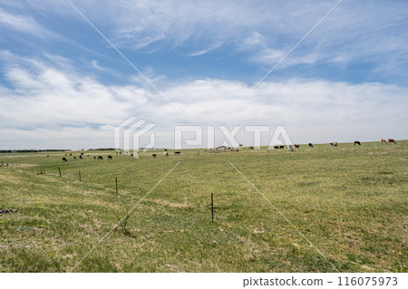 梅多 梅多 116075973