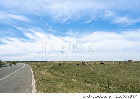 Meadow Meadow 116075987