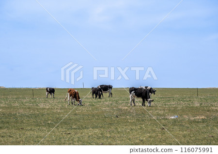 Meadow Meadow 116075991