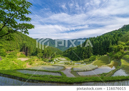 [Tokushima] Kashihara Rice Terraces [Kamikatsu Town] 116076015