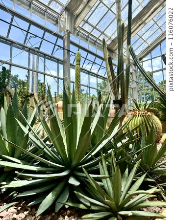 Cactus corner in the greenhouse Cactus corner in the greenhouse 116076022