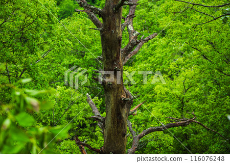 Wet dead trees and fresh greenery [Ikeda Town, Kitaazumi District] 116076248