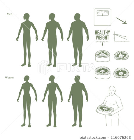 男性和女性身體輪廓和胃橫截面集 116076268