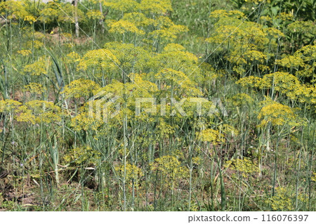 Summer flowers grew in the garden 116076397