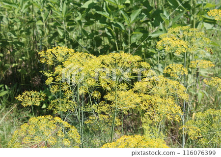 Summer flowers grew in the garden Summer flowers grew in the garden 116076399