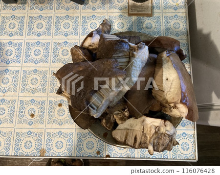 I collected edible aspen mushrooms 116076428