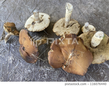 I collected edible aspen mushrooms 116076440