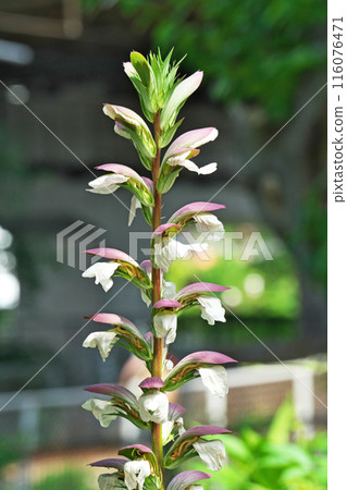 Tall acanthus flower (summer, June) 116076471