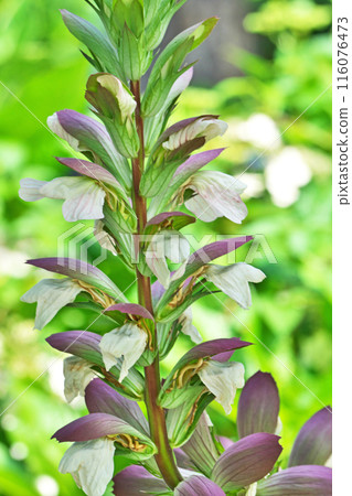 Tall acanthus flower (summer, June) 116076473