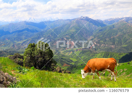 Cow grazing in a mountain meadow in Chimgan mountains, Tashkent region, Uzbekistan. View of idyllic mountain scenery in Western Tien Shan Mountains with green grass and red cow on sunny day 116076579