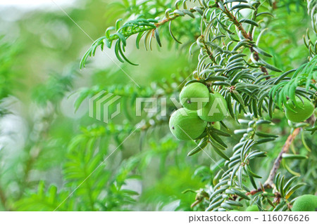 Green torreya fruit (summer, June) Green torreya fruit (summer, June) 116076626
