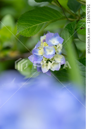 Beautiful hydrangea 116076791