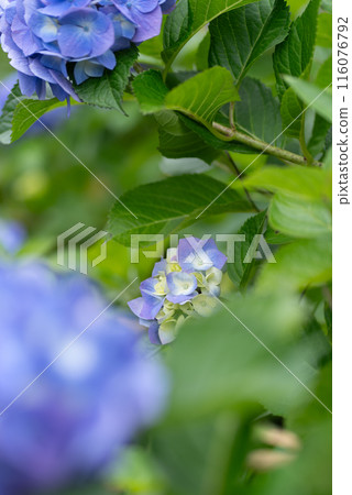 Beautiful hydrangea 116076792