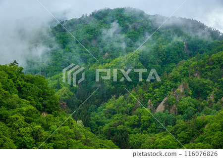 Fresh greenery and rainy mist [Ikeda Town, Kitaazumi District] 116076826