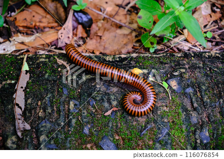 close up of a millipede close up of a millipede 116076854