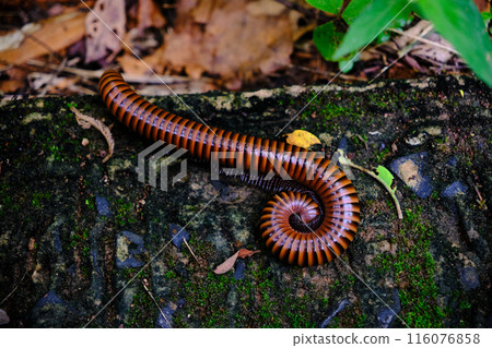 close up of a millipede on a rock 116076858