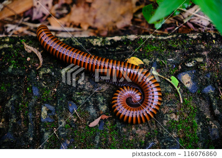 close up millipede close up millipede 116076860