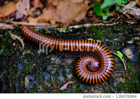 millipede on the ground millipede on the ground 116076864
