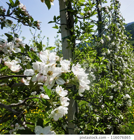 Spring apple blossoms in orchard Spring apple blossoms in orchard 116076865