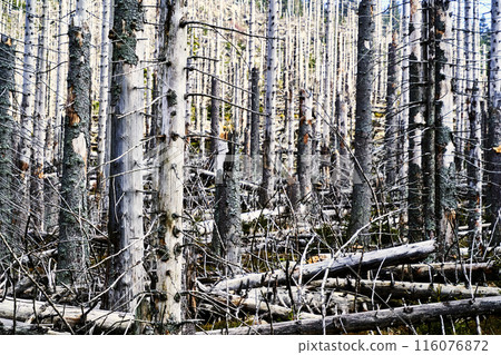 Bare dead trees in a dense forest 116076872