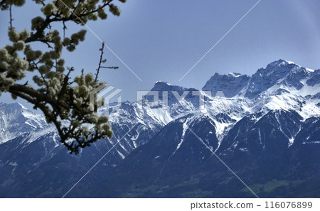 Spring blossoms and snowy mountain range in the alps in tyrol 116076899