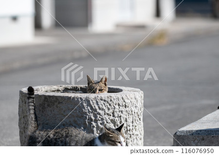A cute cat peeking out: Tabby cat 116076950