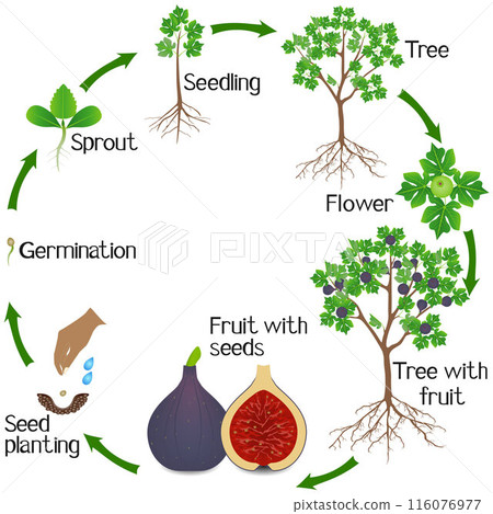 A growth cycle of a fig tree on a white background. A growth cycle of a fig tree on a white background. 116076977