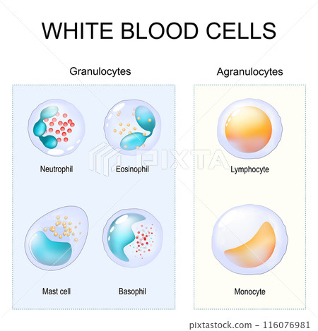 Types of leukocytes. Granulocytes and Agranulocytes. White blood cells. 116076981