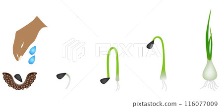 Sequence of a onion plant growing isolated on white. Sequence of a onion plant growing isolated on white. 116077009