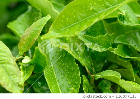 A ficus houseplant, wet from the rain. A ficus houseplant, wet from the rain. 116077133