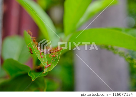 A group of ants 116077154